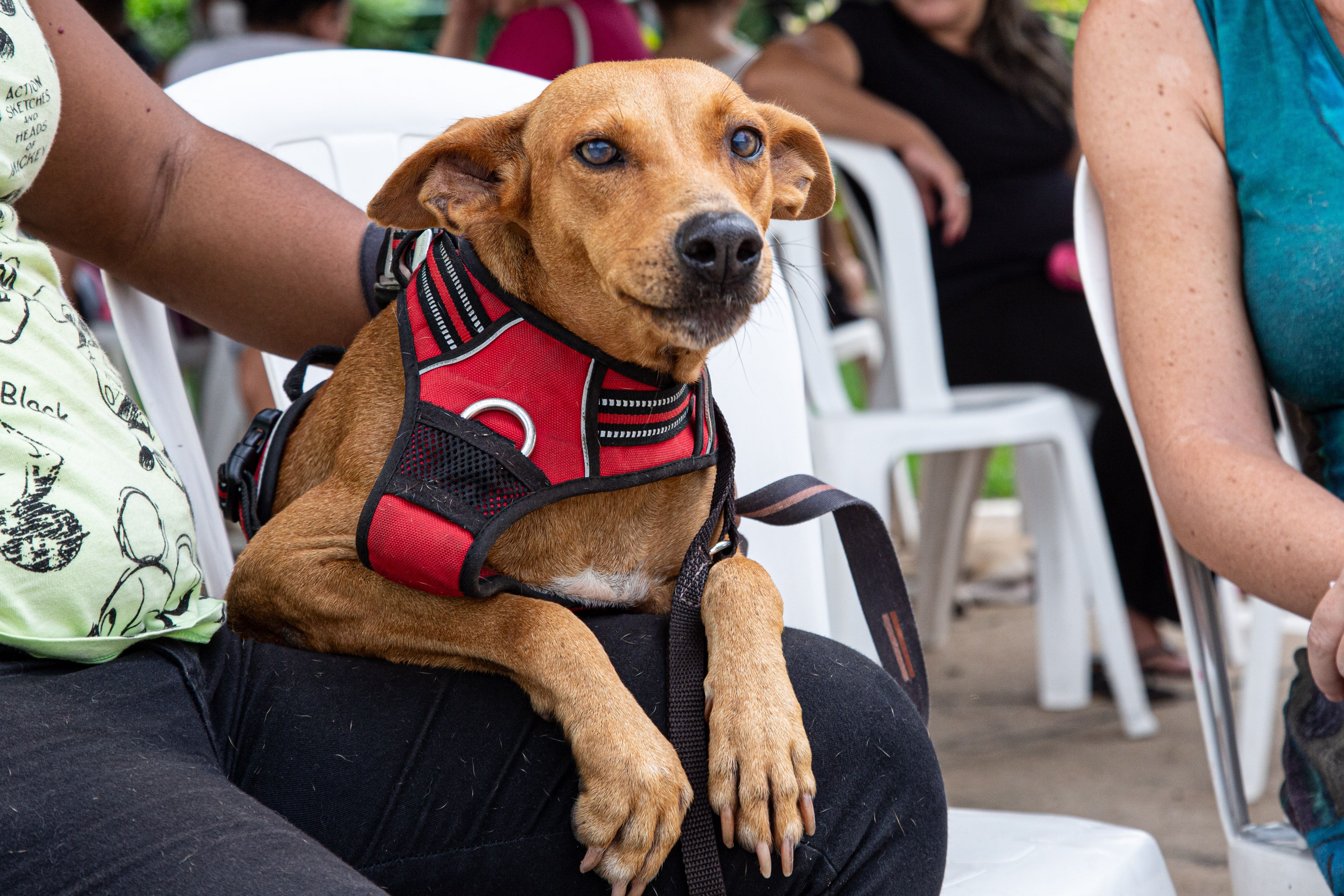 Foto: Reprodução/Secom Piauí