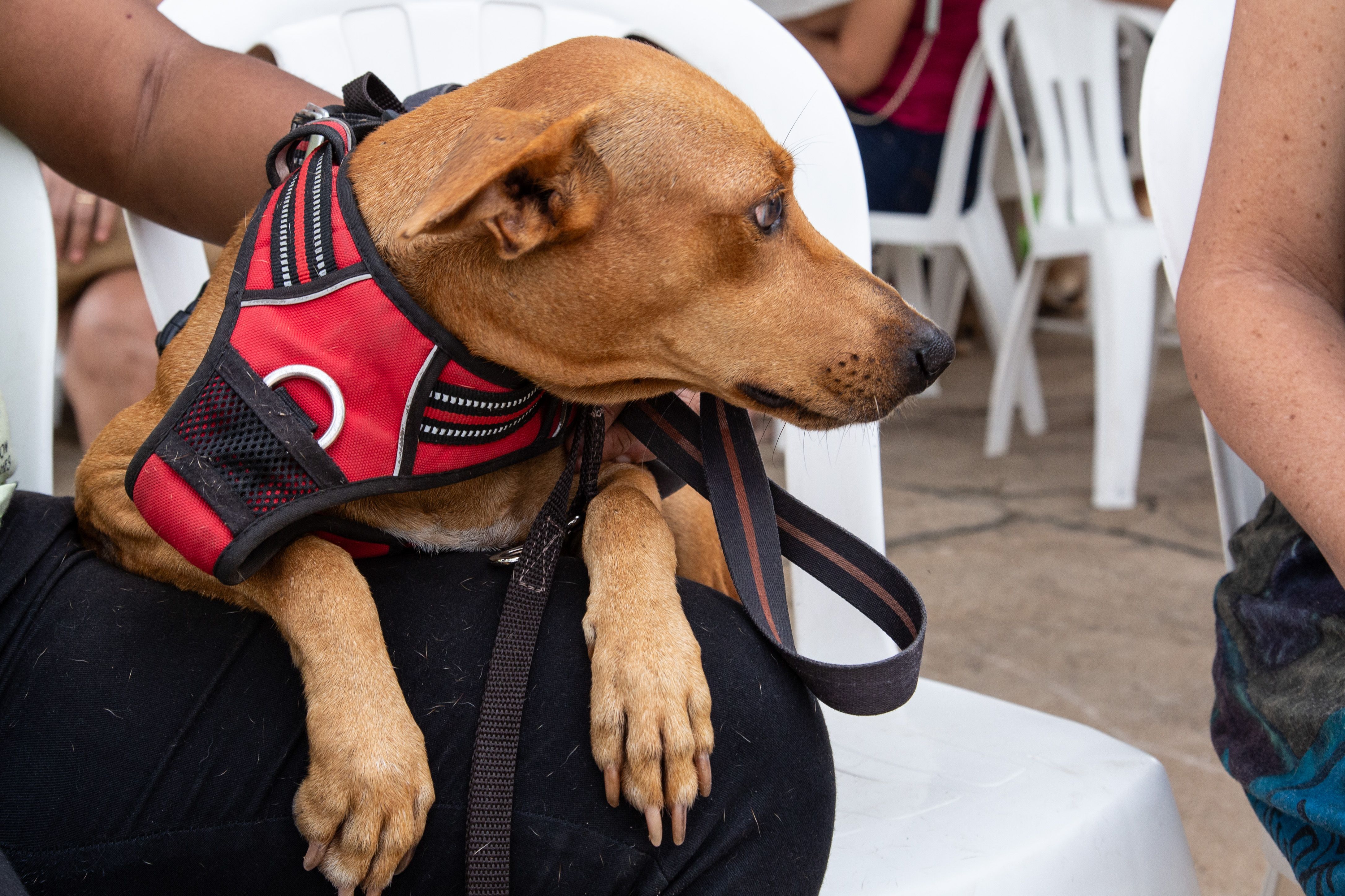 Foto: Reprodução/Secom Piauí