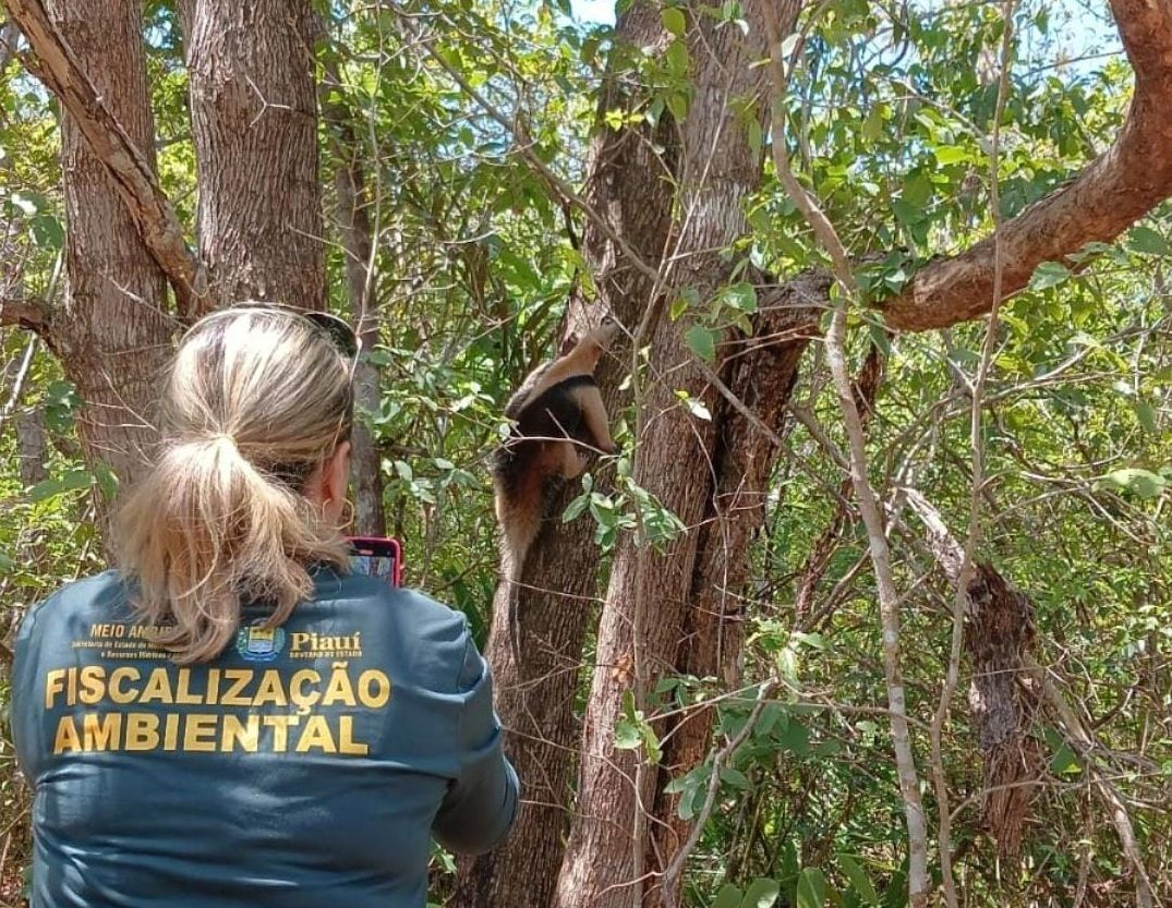 Foto: Reprodução/Secom Piauí