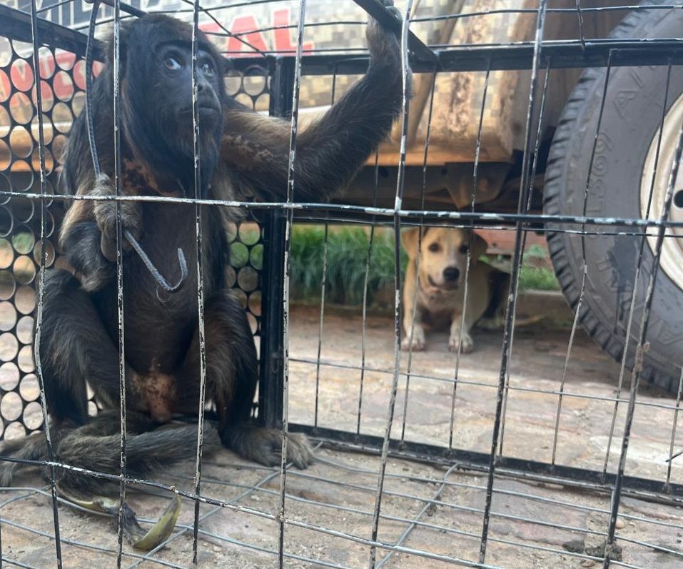 Foto: Reprodução/Secom Piauí