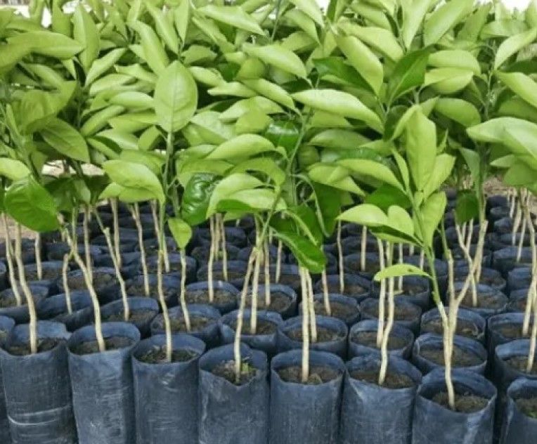 semarh-distribuira-20-mil-mudas-de-plantas-nativas-e-frutiferas-na-expoapi-2023.jpg