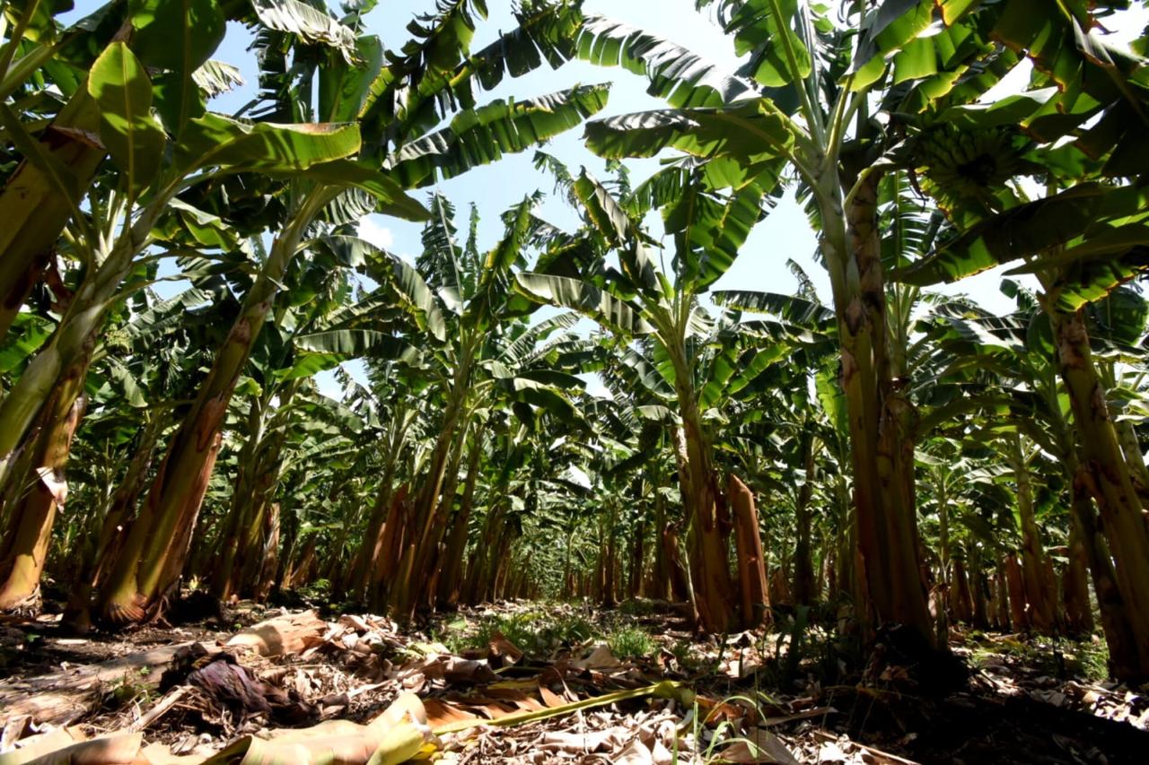 Foto: Reprodução/Secom Piauí