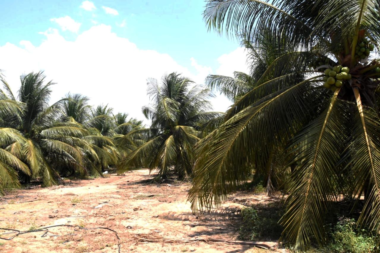 Foto: Reprodução/Secom Piauí