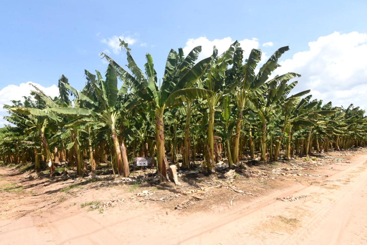 Foto: Reprodução/Secom Piauí