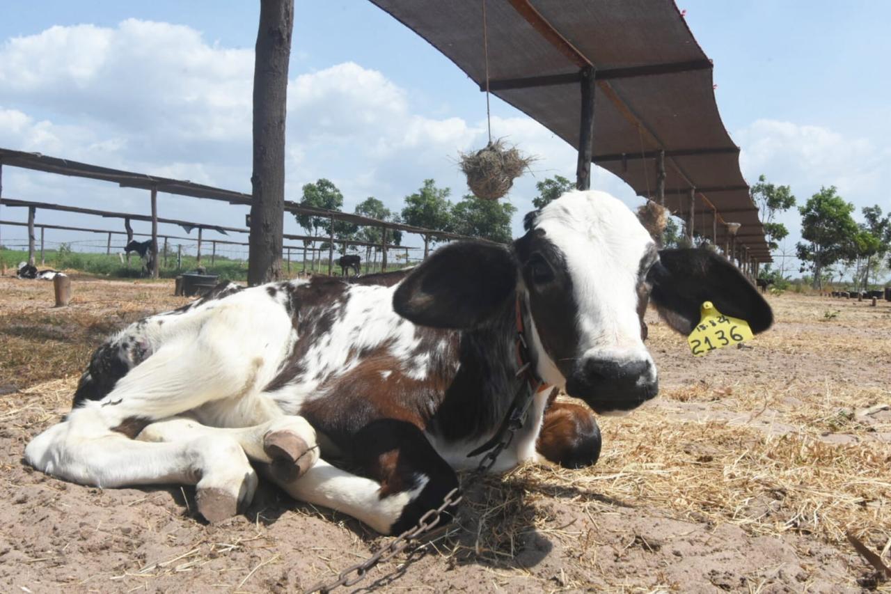 Foto: Reprodução/Secom Piauí